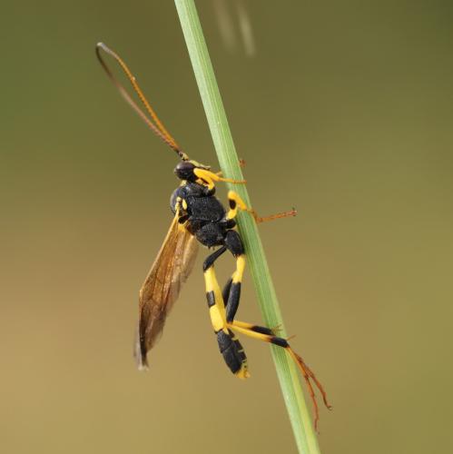 Réf. 333 589 : Amblyteles armatorius